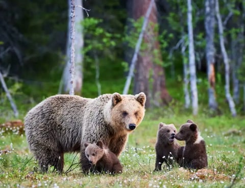 Ursoaica cu puii