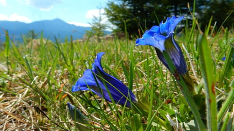 Cupa (Gentiana acaulis)