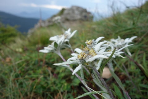 Floarea de colț